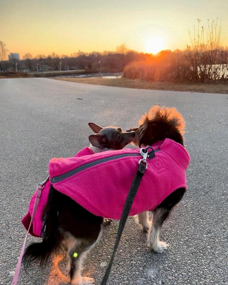 Gooby Zip Up Fleece Dog Sweater - Pink, Medium - Warm Pullover Fleece Step-in Dog Jacket with Dual D Ring Leash - Winter Small Dog Sweater - Dog Clothes for Small Dogs Boy and Medium Dogs Medium chest (~17.5")