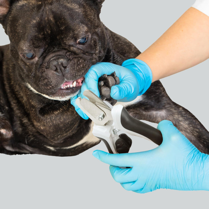 TwoEar Dog Nail Clippers with Light, Dog Nail Trimmers with Quick Sensor & Safety Guard, Razor Sharp Blade, LED Pet Nail Clippers/Dog Toenail Clippers for Medium Large Dogs, Black - PawsPlanet Australia