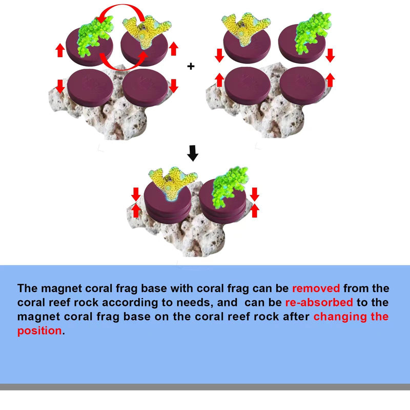 Coral frag Magnetic Base, Coral frag Magnetic Plugs,Waterproof Magnetic Coral frag Base, Purple, Round 10-Piece Set Coral Frag Magnetic Base(purple, Round 10pcs) - PawsPlanet Australia