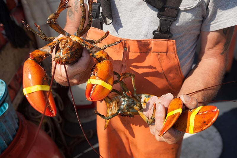 AirFly Crab, Lobster Claw Rubber Band Pliers.Designed in San Francisco, USA (Bands not included) Band Pliers (Bands not included) - PawsPlanet Australia