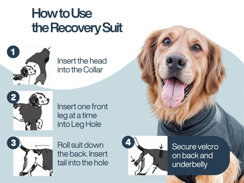 Dog Recovery Suit After Surgery – Body Suit for Female Spay & Male Neuter with Washable Pads, Post-Surgery Onesie for Dogs, X-Large (Grey) - PawsPlanet Australia
