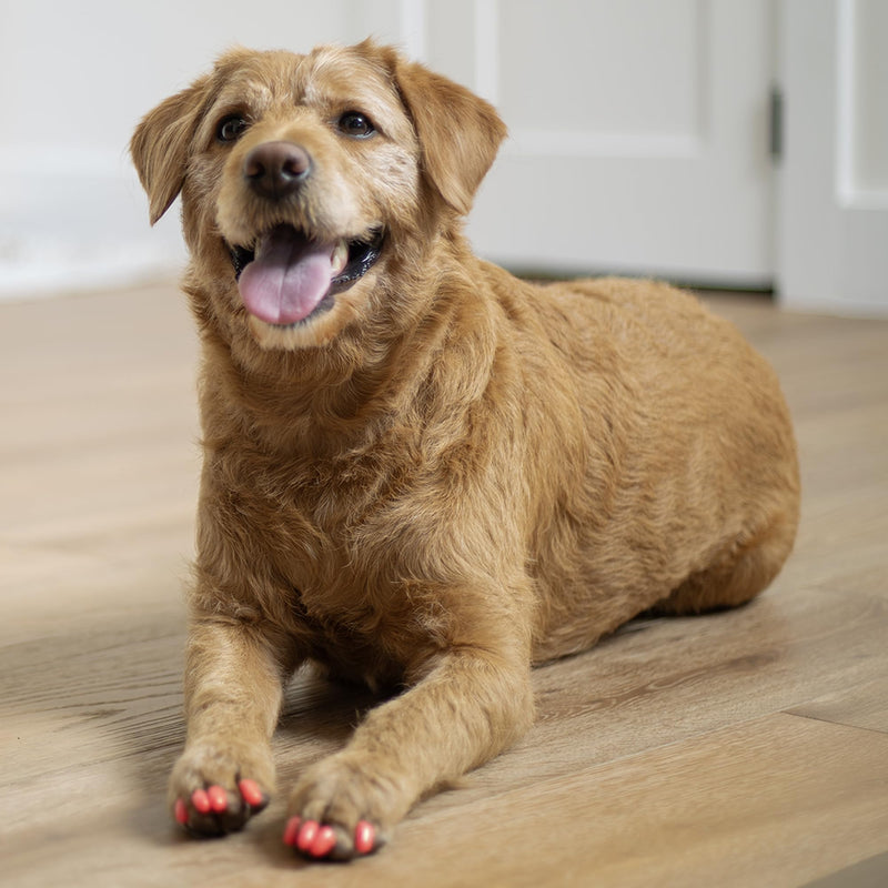 Soft Claws Canine Dog and Cat Nail Caps Take Home Kit, Medium, Sparkle Silver - PawsPlanet Australia
