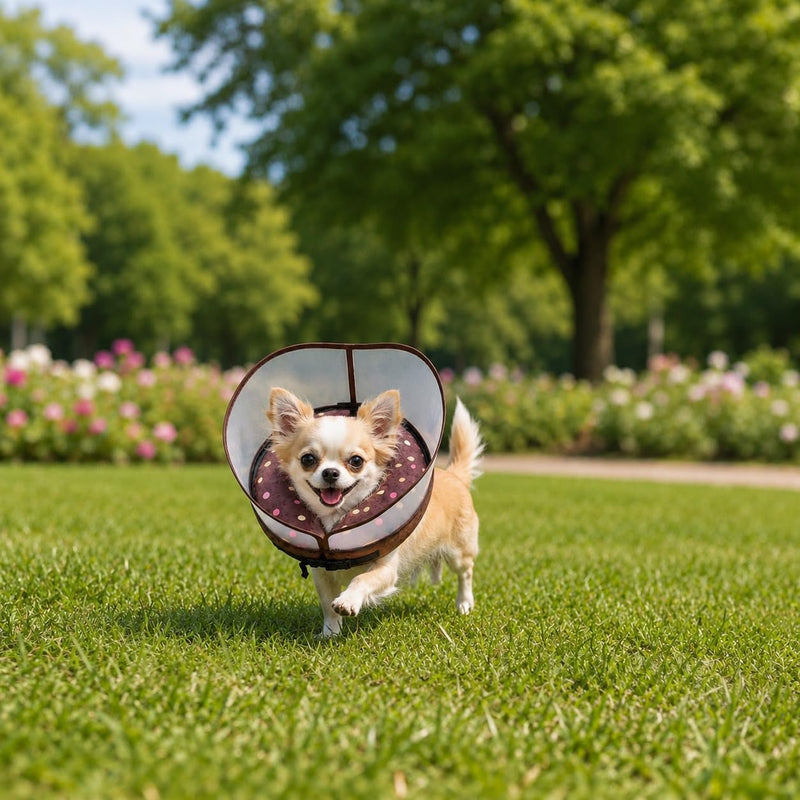 Avont 2-in-1 Inflatable Dog Cone Collar with Transparent Shield, Soft Donut E-Collar Alternative After Surgery to Stop Licking, Recovery Cone for Small Dogs - Donut (S) S(Neck: 3.94"-7.09")