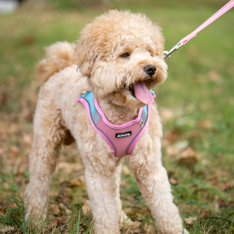 AIITLE Step in Dog Harness and Leash Set - No Pull Escape Proof Vest Harnesses with Soft Mesh and Reflective Bands, Adjustable Pet Outdoor Harnesses for Small and Medium Dogs Pink M M(Chest: 16 - 18") Pink-Blue - PawsPlanet Australia
