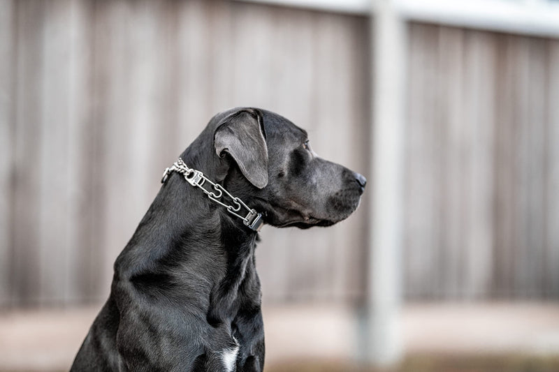 Herm Sprenger Dog Training Prong Collar with Quick Release Cliclock Buckle and Swivel Ring | Adjustable Length Stainless Steel Collar Made in Germany for Large Dogs up to 20" Neck (3.2mm Prongs) 25in (up to 20" neck) x 3.2mm Links - PawsPlanet Australia