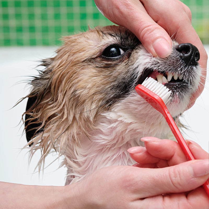 4 Pieces Dog Toothbrush,Cat Toothbrush,Dual Headed Dog Tooth Brush,for Dogs,for Small Medium and Large Pets Cleaning Teeth (Black,Yellow,Red,Blue)