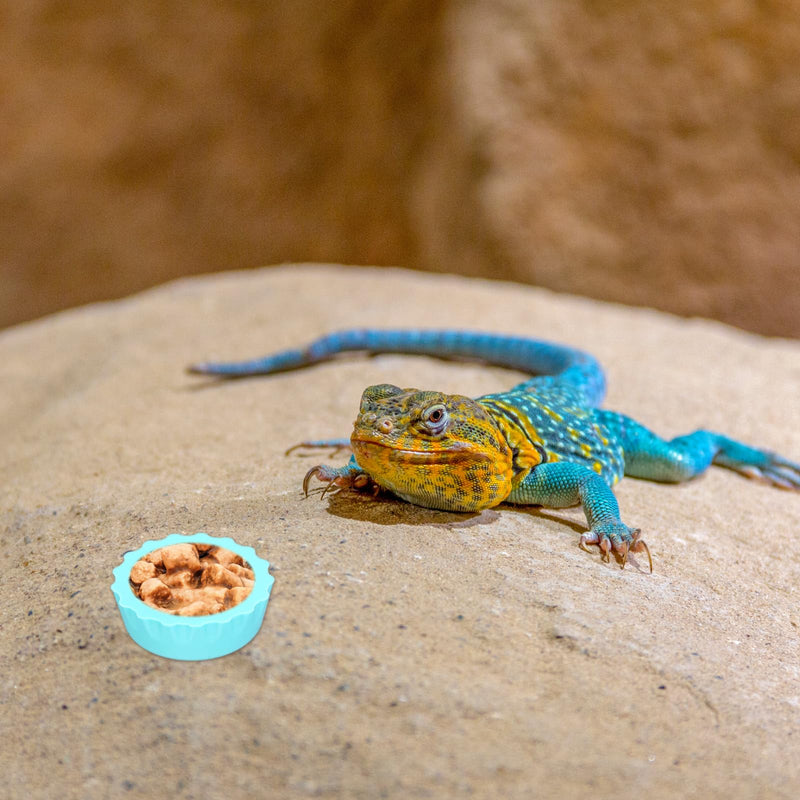 LXUEJEI 12Pcs Crested Gecko Food and Water Bowl, Reusable Silicone Feeding Dishes, Gecko Tank Accessories for Hermit Crab Tarantula Isopods Lizard Silicone Reptile Food Dish (6 Colors) - PawsPlanet Australia