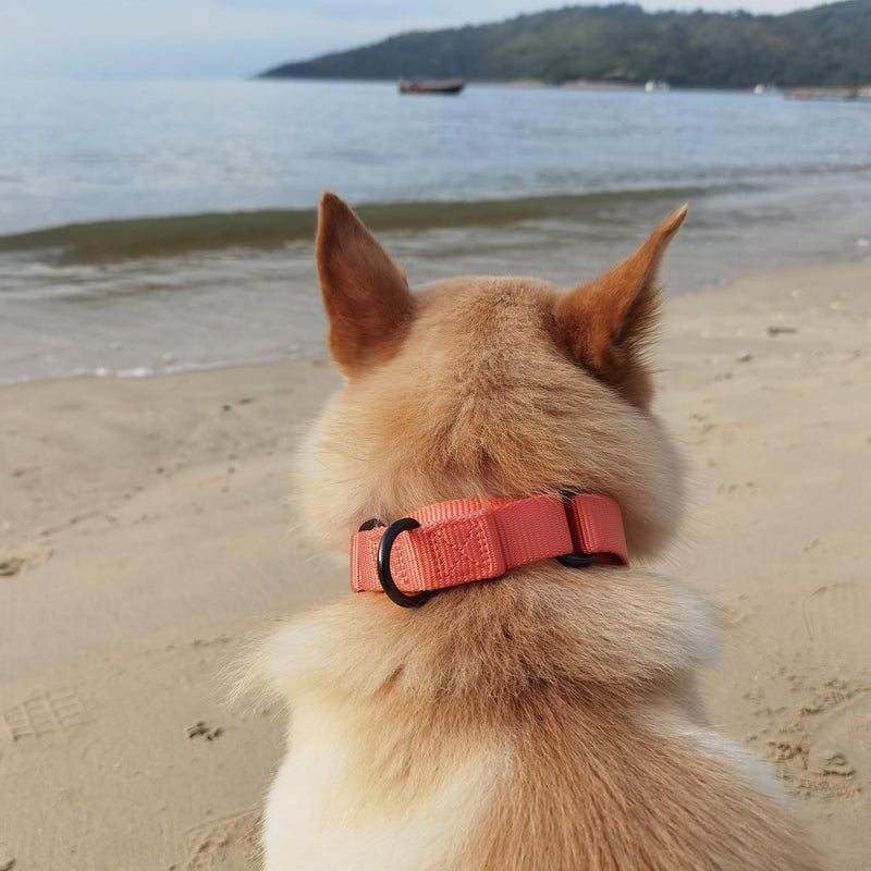 Premium Nylon Adjustable Anti-Escape Martingale Dog Collars,Durable,Comfort and Silky Dog Collar with Hardware D-Ring for Large Dogs Walking,Training,etc...(Living Coral, Large) Living Coral - PawsPlanet Australia
