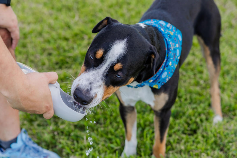Ultimate Dog Walk & Train Kit - Silicone Dog Treat Pouch - Tug Ball - Portable Water Bottle for Dogs - Ideal Gift for First Time Pet Owners - Training Pouch