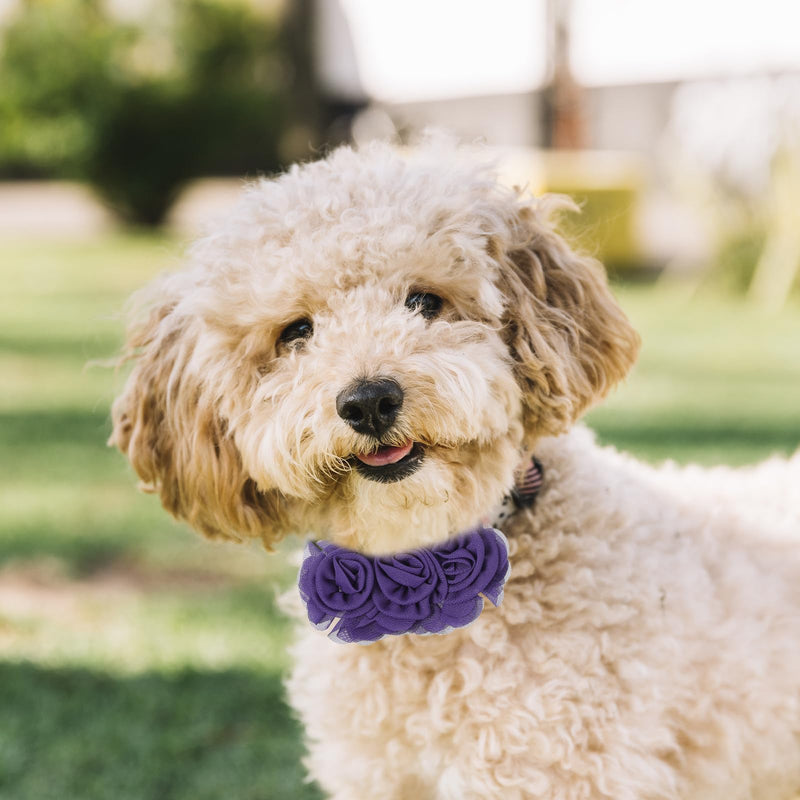 6Pcs Large Flowers Dog Collar, Dog Collar Flowers Charms Attachment Neck Bows Sliders Flower Bow for Female Small Medium Big Puppy Cat Rabbit Pet Grooming Accessories Wedding Birthday Party - PawsPlanet Australia