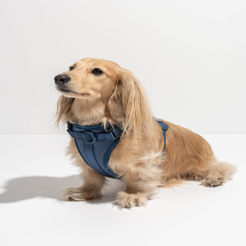 Wild One Harness 2.0 - Extra Small - Navy - PawsPlanet Australia
