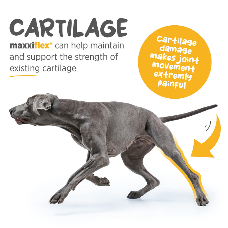 maxxipaws - maxxiflex+ Hip & Joint Supplement for Dogs with Glucosamine, Chondroitin, MSM & Collagen | Mobility, Flexibility & Discomfort Support | Senior, Adult & All Breeds | 120 Tablets 120 Count (Pack of 1) - PawsPlanet Australia