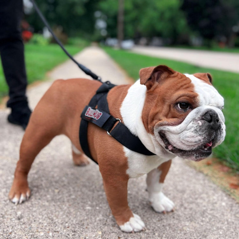 BULLHUG Adjustable Dog Harness– No Pull, No Choke – for English Bulldogs, French Bulldogs, Pugs & Broad-Chested Breeds – Easy, Safe Walks (Black, Medium) BLACK Medium - (Neck: 17" - 20" Chest: 25" - 30") - PawsPlanet Australia