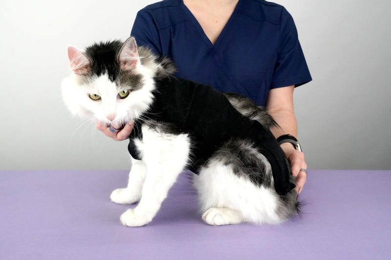 Recovery Vest for Cats (Medium/Large) Medium/Large - PawsPlanet Australia