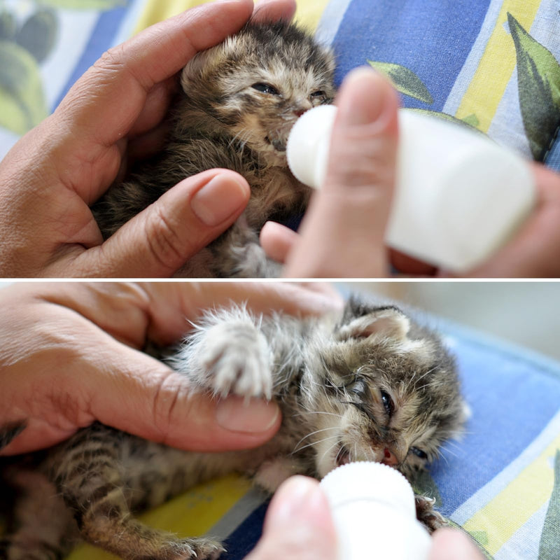 Pet Nursing Kit: 50ml Kitten and Puppy Feeding Bottle with 4 Syringes and 4 Nipples for Newborn Baby Cats, Dogs, Rabbits, Hamsters - PawsPlanet Australia