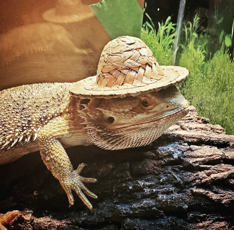 4 Pack Lizard Clothes for Bearded Dragons Straw Hat Set Reptile Apparel Handmade Sleeveless T-Shirt Vest Skin Protection Photo Party for Lizard Bearded Dragon Crested Gecko Chameleon (L, 4 Pack Set) L - PawsPlanet Australia