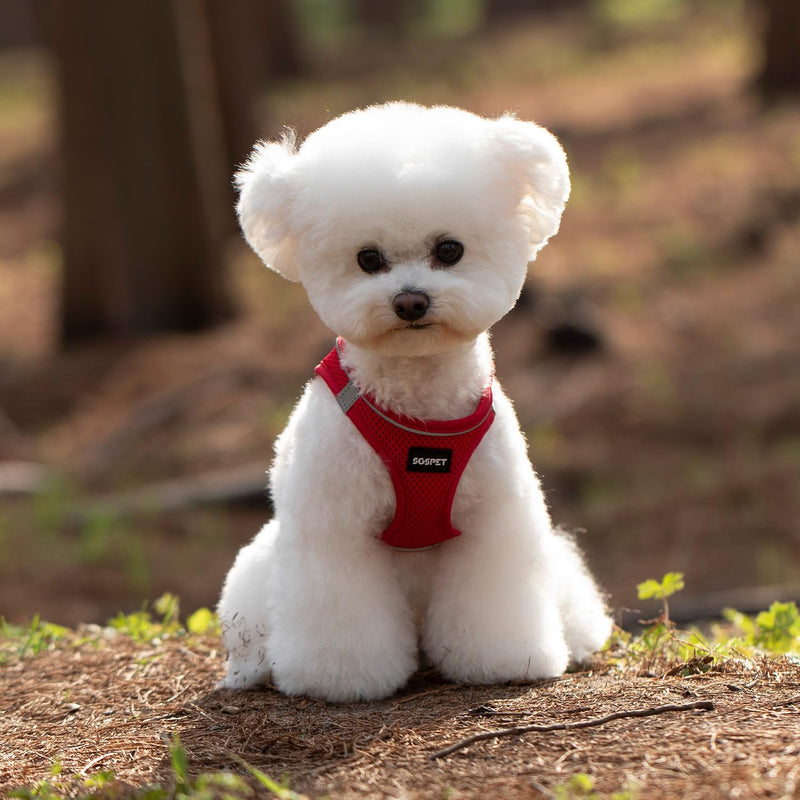 Dog Harness, Dog Breathable Mesh Harness Vest Collar Soft Chest Strap Leash Set, All Weather Mesh, Adjustable Reflective Puppy Harness, No Pull Harness for Small, Medium Dogs Cats (Red, M) Red M(chest17.3-18.9) - PawsPlanet Australia