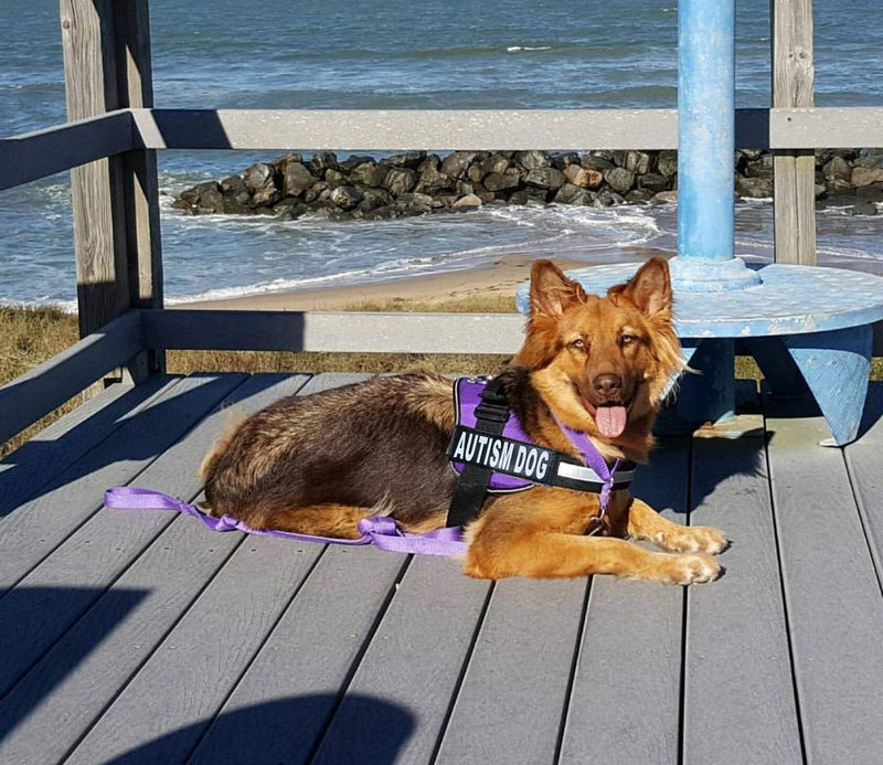 Autism Nylon Service Dog Vest Harness. Purchase Comes with 2 Reflective Autism Dog Removable Patches. Please Measure Your Dog Before Ordering Girth 12-16" Purple - PawsPlanet Australia