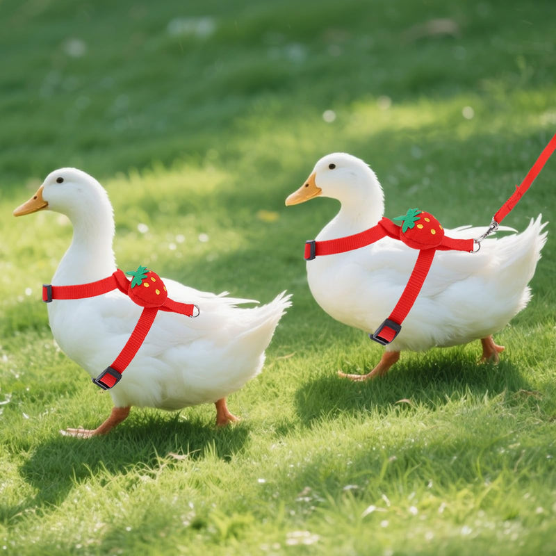 Duck Harness Leash, Duck Leash and Harness Set Cute Strawberry Design Adjustable Pet Walking Rope for Chicken Puppy Bunny Small Animals (S) S - PawsPlanet Australia