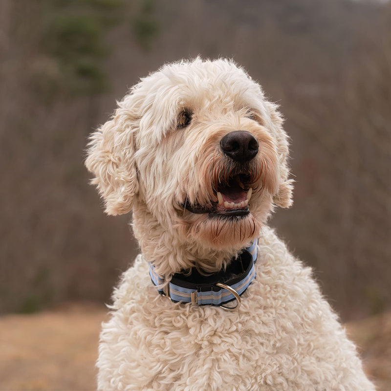 If It Barks - 1.5" Martingale Collar for Dogs - Adjustable - Nylon - Strong and Comfy - Ideal for Training - Made in USA - Medium, Spunky Medium (15"-22") - PawsPlanet Australia