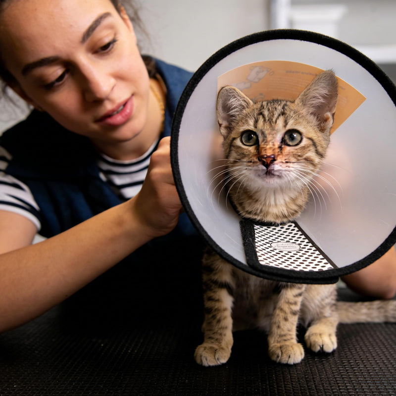 SUQ Pet Cone Recovery, Small Size Cone Adjustable Elizabeth Protective Collar, Anti-Bite Lick Safety Neck Cover, for after Surgery Wound Healing, Bathing, Trimming Nails, Neck circumference 26-33cm