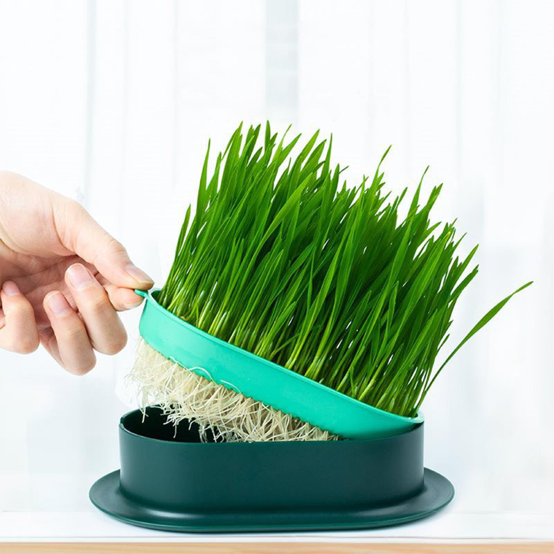 3 Pcs Cat Grass Planter Catnip Cat Grass Box Hydroponic Cat Grass Box Cat Grass Tray Cat Grass Container Cat Grass for Indoor Cats for Planting Cat Grass