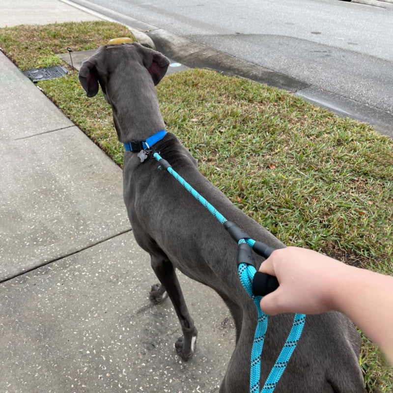 Heavy Duty Dog Leash with 2 Comfortable Padded Handles, Reflective Double Handle Dog Leash Lead for Small Medium Large Dogs Walking Training Running (Purple, 6FT) Purple - PawsPlanet Australia