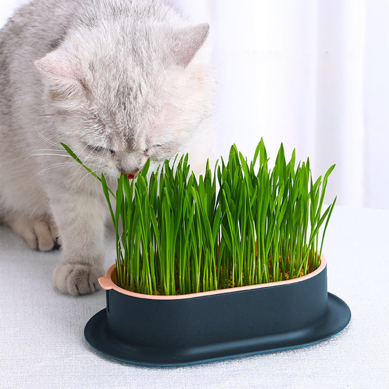 3 Pcs Cat Grass Planter Catnip Cat Grass Box Hydroponic Cat Grass Box Cat Grass Tray Cat Grass Container Cat Grass for Indoor Cats for Planting Cat Grass