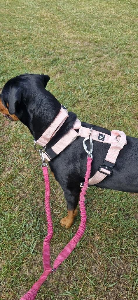 Tactical Harness – 3‑Way Adjustable Fit - Heavy Duty K9 Vest with & All‑Metal Hardware for Training & Outdoor Use (Pink Pastel, M) Pink Pastel - PawsPlanet Australia