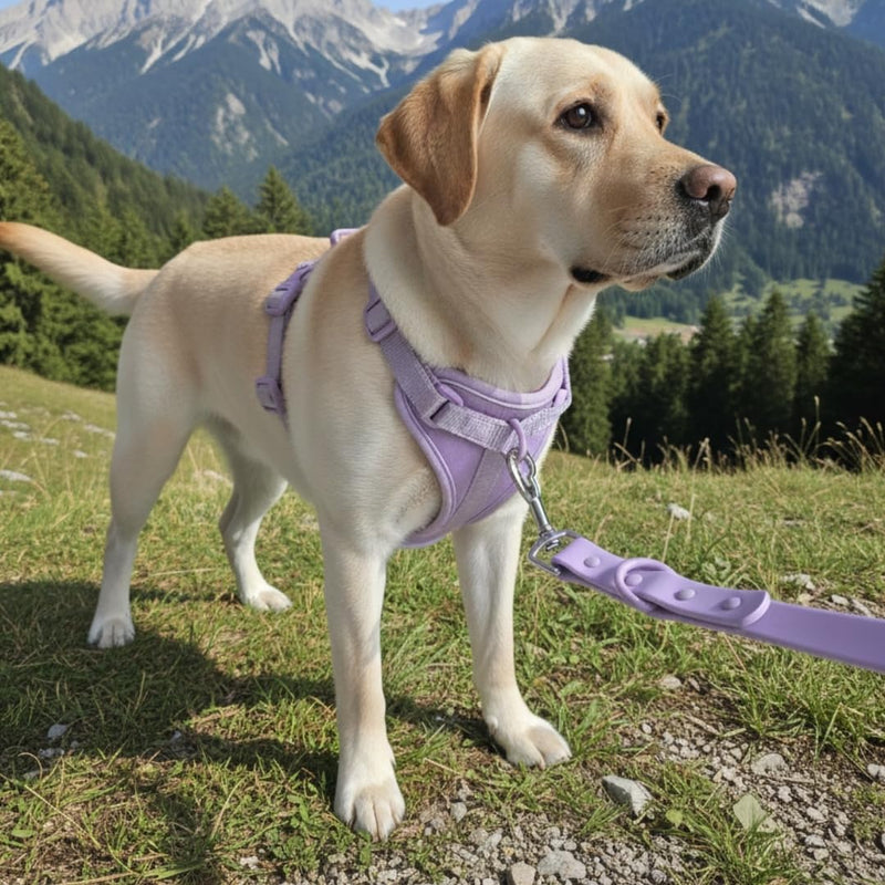 Dog Harness, No-Pull Pet Harness with 3 Leash Clips, Adjustable Soft Padded Dog Vest, Breathable Mesh Cushion for Small Medium Large Dogs (Purple, Medium (Neck:15"-19" Chest 22"-30")) Medium (Neck:15"-19" Chest 22"-30") Purple - PawsPlanet Australia