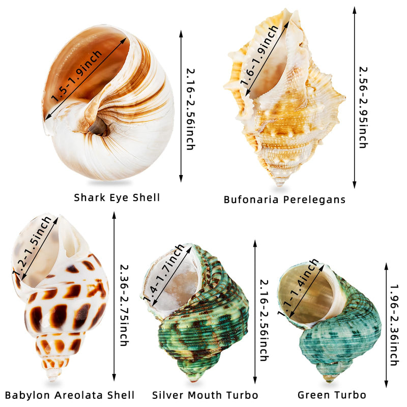 5PCS Hermit Crab Shells | Natural Sea Conch Size 2.1" - 2.8", Opening Size 0.9" - 1.5" | Medium Large Turbo Seashells for Hermit Crab Supplies and Beach Decoration Sea Shell - PawsPlanet Australia