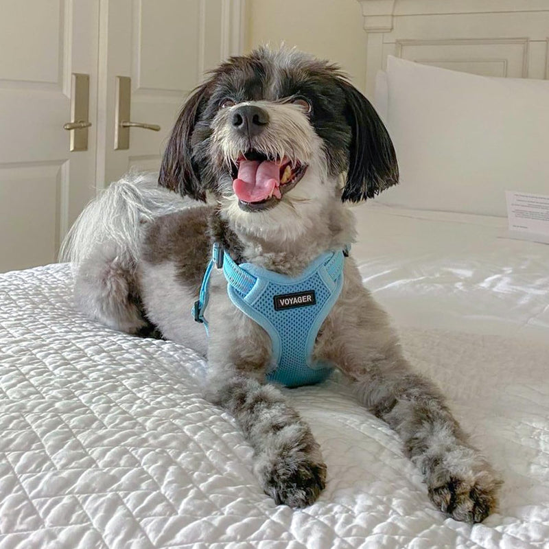 Best Pet Supplies Voyager Adjustable Dog Harness Leash Set with Reflective Stripes for Walking Heavy-Duty Full Body No Pull Vest with Leash D-Ring, Breathable All-Weather - Harness (Baby Blue), XS Harness Leash Set (Baby Blue)