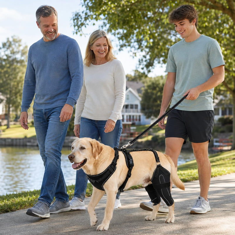 (M Dog Rear Leg Brace with Safety Harness and Leash, Adjustable Hind Leg Knee & Hip Support Wrap for Senior Dogs, Removable Straps for Weak Back Legs, Arthritis or Hip Dysplasia Support (M)