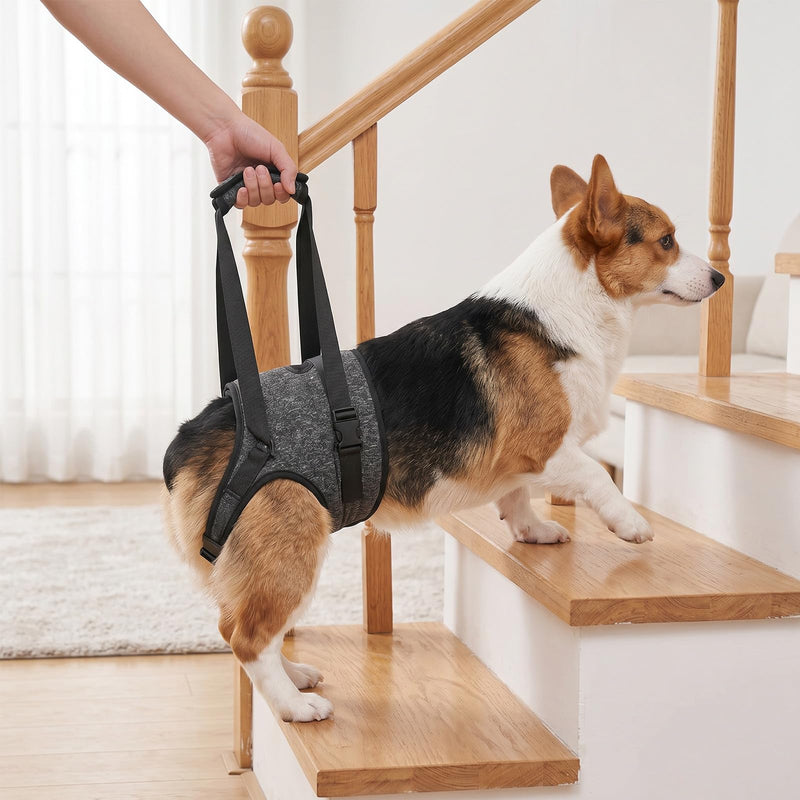 Adjustable Dog Lifting Harness | Hip Support Sling Arthritis Dog Harness Disabled Dog Sling Elderly Dog Lifting Strap | Fits Small Medium Big Breeds | Padded Straps for Walks Stairs Car Rides Rehab(M) M