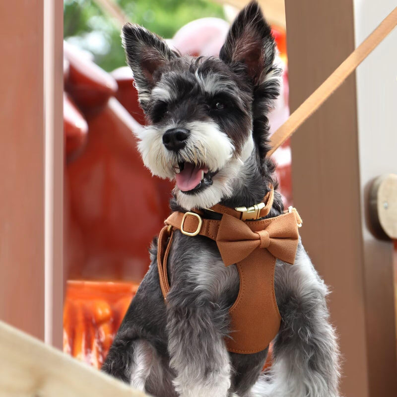 Beirui Cute Extra Small Dog Harness Set with Three Detachable Bows, Adjustable Step in Dog Harness Collar and Leash Set with Secure Metal Buckle for Daily Walking, Parties & Holiday Outfits(Brown,XS) XS: Fit 4-8lbs Brown - PawsPlanet Australia