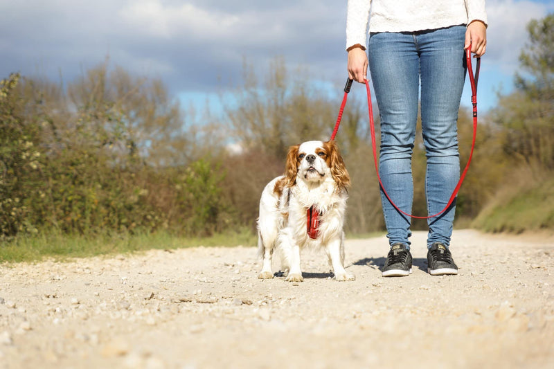 EzyDog Zero Shock LITE Dog Leash - Shock Absorbing Bungee Leash for Dogs That Pull or Excite - Dual Handle and Reflective for Medium, or Small Dogs (72", Denim) 72" - PawsPlanet Australia