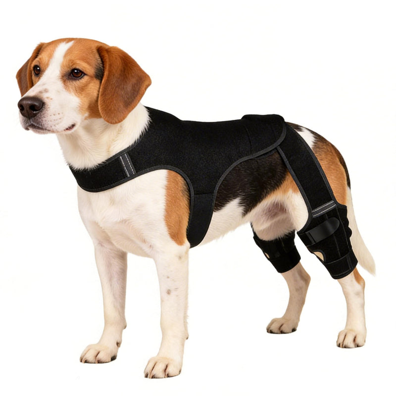 Dog Knee Brace for Torn Acl Hind Leg - Dog Back Legs Supports with 2 Stabilizers to Reduces Pain for CCL Injury, Hip Dysplasia & Joint Pain Relief, Adjustable Soft Breathable Leg Braces, M