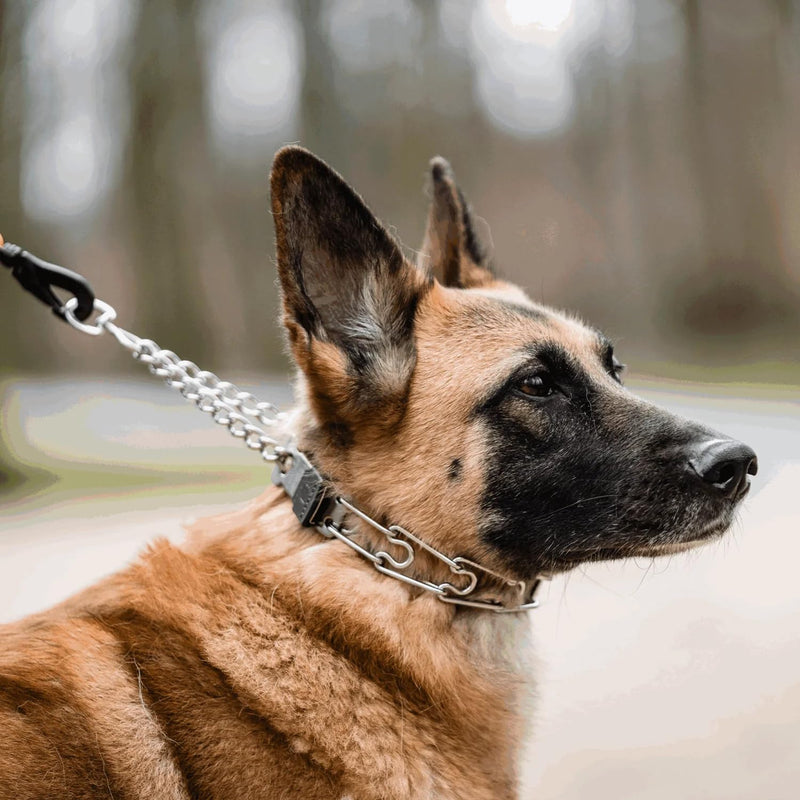 Herm Sprenger Dog Training Prong Collar with Quick Release ClicLock Buckle for Small Medium Large Dogs Stainless Steel Collar for Dogs Made in Germany (16in x 2.25mm) 16in x 2.25mm (neck size up to 13in) - PawsPlanet Australia