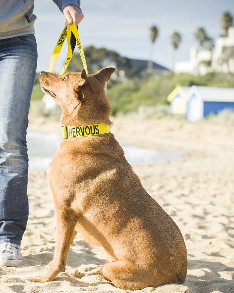 NERVOUS (Give Me Space) Yellow Colour Coded S-M L-XL Dog Collar and 60cm 1.2m 1.8m Luxury Neoprene Padded Handle Lead Sets PREVENTS Accidents By Warning Others Of Your Dog In Advance (S-M & 1.2m) S-M Collar & Standard 1.2m/48inch Lead - PawsPlanet Australia