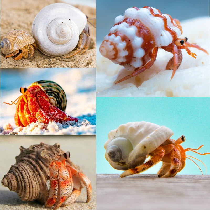3 PCS Hermit Crab Shells 2~2.7Inch Natural Hermit Crab Shells Opening Size 1~1.3Inch Hermit Crab Supplies - PawsPlanet Australia