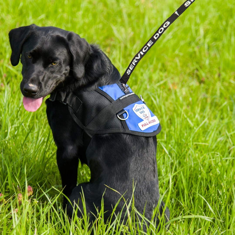 Service Dog Leash - Includes 5 Federal Law Handout Cards - Can Be Used with or Without a Service Dog Vest - PawsPlanet Australia