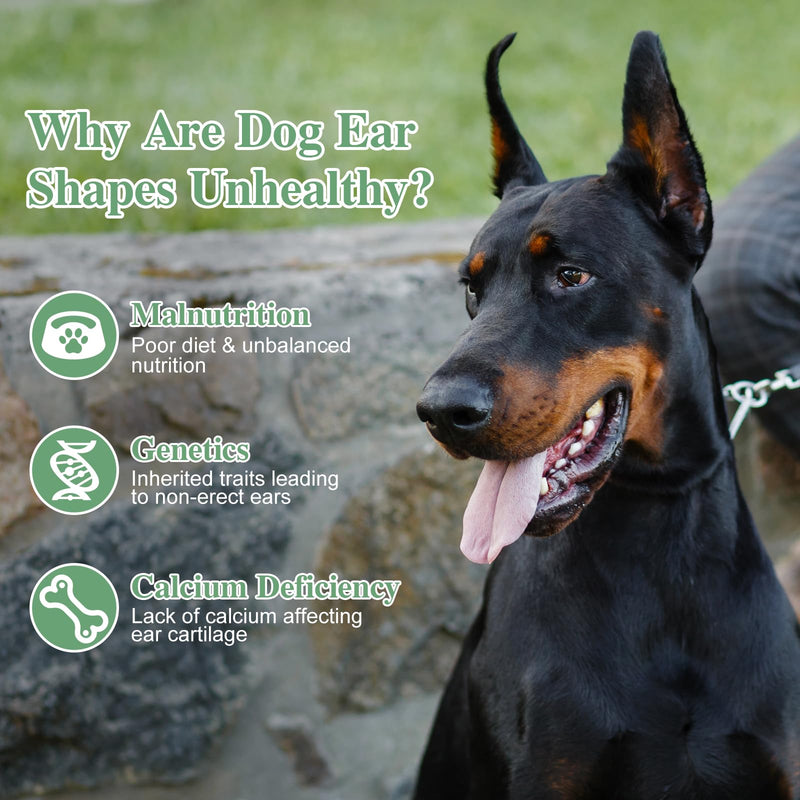 SUPVOX Dog Ear Posting Kit, 4 Pcs Dog Ear Stand Up Support Tool Dog Ear Fixed Correction Vertical Holder with Tape for Doberman Pinscher Dog Ears Sticker Up - PawsPlanet Australia
