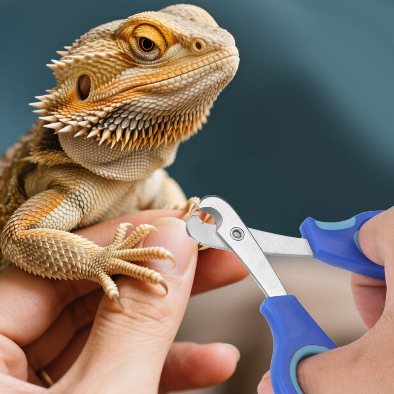 Bearded Dragon Nail Clippers and File, Stainless Steel Small Animal Toe Nail Trimmer Scissors Professional Grooming Pet Tool for Reptiles Turtle Chameleon Iguana (Blue) - PawsPlanet Australia