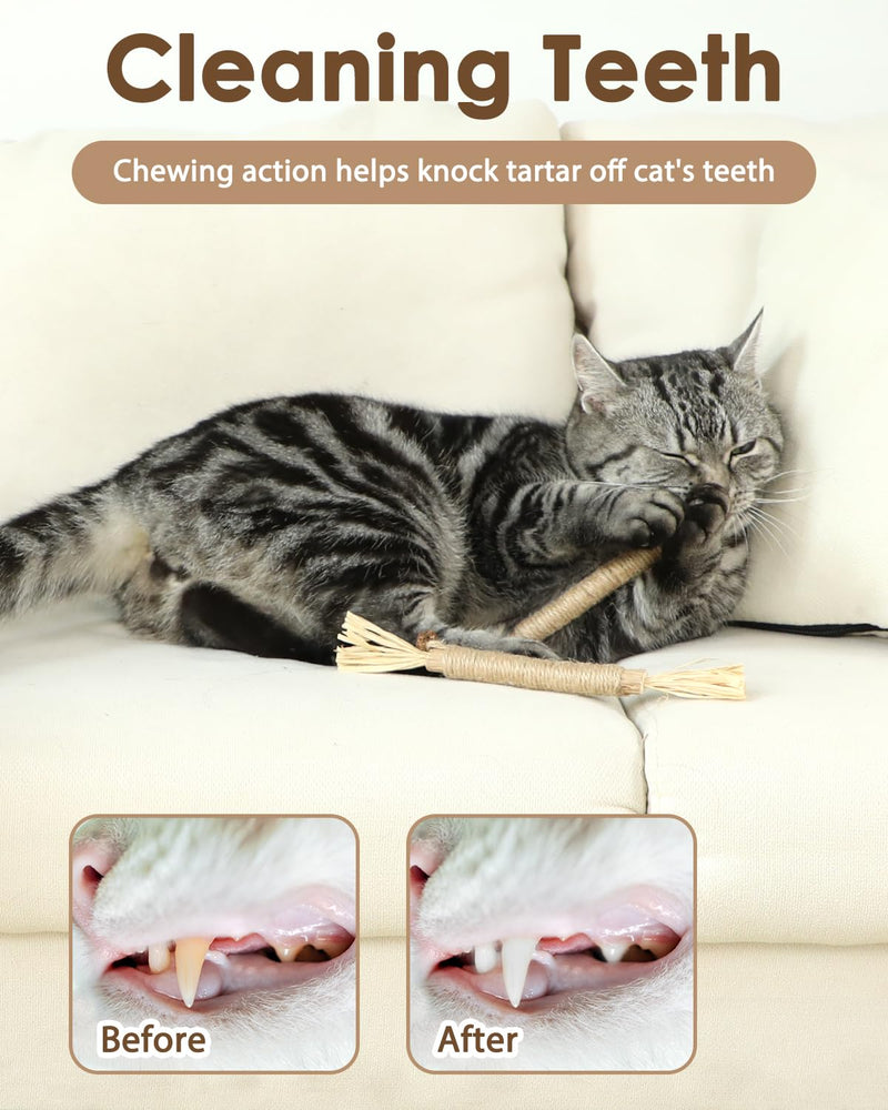 Tocirelo Silvervine Sticks Cat Toys - 6 Pack Natural Cat Chew Stick Toy for Cat Dental Care Teeth Cleaning, Matatabi Cat Nip Treat Toys for Indoor Cats Kittens Silvervine 6Pack