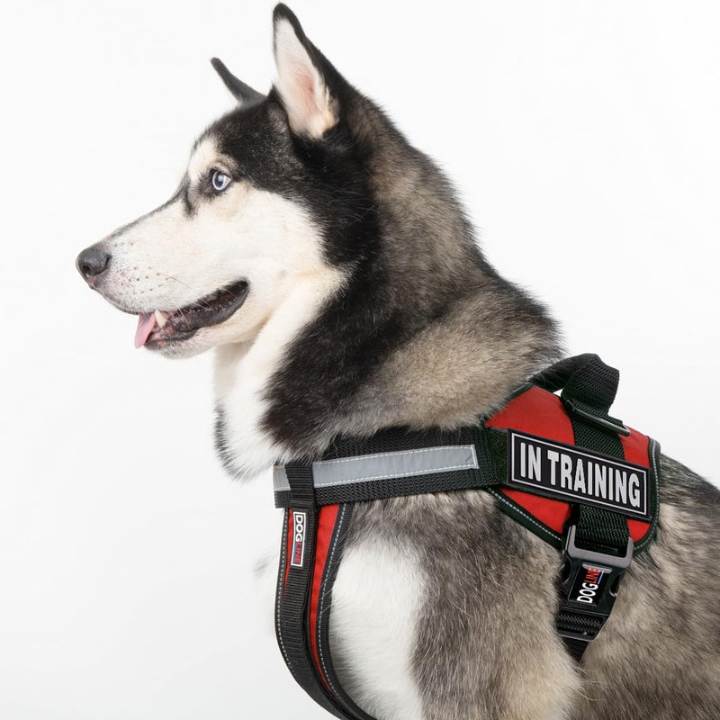 Dogline in Training Patches for Harnesses and Vests Removable 3D Rubber Patches with Hook Backing for Small Medium or Large Working Dogs 1" x 2.75" - Two Patches - PawsPlanet Australia