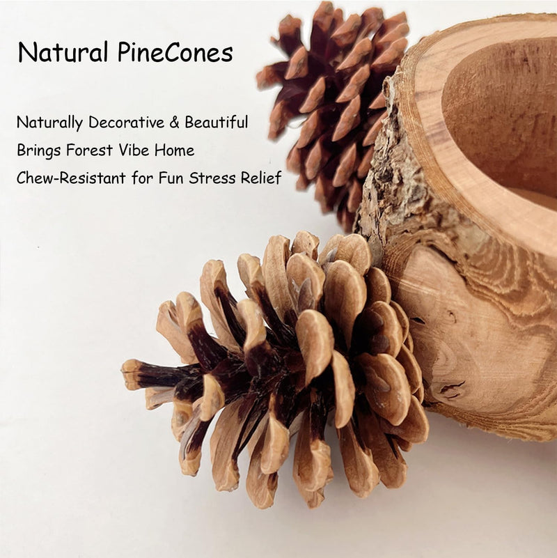 Bird Perch with Feeder for Cage & Chew Toys Pinecones - Bird Cage Accessories 100% Natural & Durable for Cockatiel, Conure, Budgie, Lovebird, Parakeet - Parrot Food Treats Bowl for Foraging 1 pack perch bowl