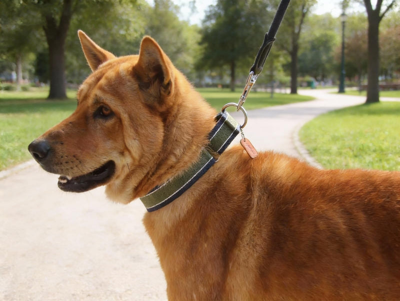 Martingale Collar 1.5 Inch Wide 1600D Extra Strong Anti Escape Nylon Dog Collar, No Pull Heavy Duty Dog Collar with 3-Color Stripe for Medium Dogs (M, Army Green & Gray) Medium: 14" -21" - PawsPlanet Australia