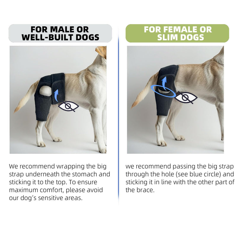 Dog Leg Braces for Back Leg Dog ACL Brace for Torn and Back Hind Rear Legs ACL Tear, Dog Leg Brace for Hip Dysplasia, Dog Arthritis, Luxating Patella(Size XL)
