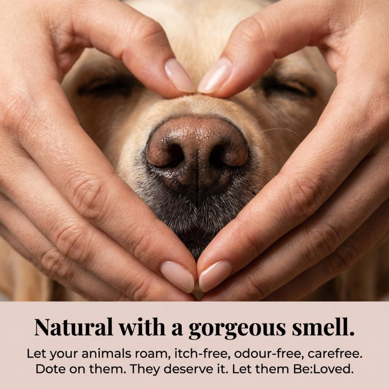 Be:Loved - Be:Safe First Aid Dog Nose & Paw Balm - Natural Relief for Scratches, Grazes and Minor Irritations - With Vitamin E, and Shea Butter - Handmade in the UK - 60g Paw And Nose Balm B1