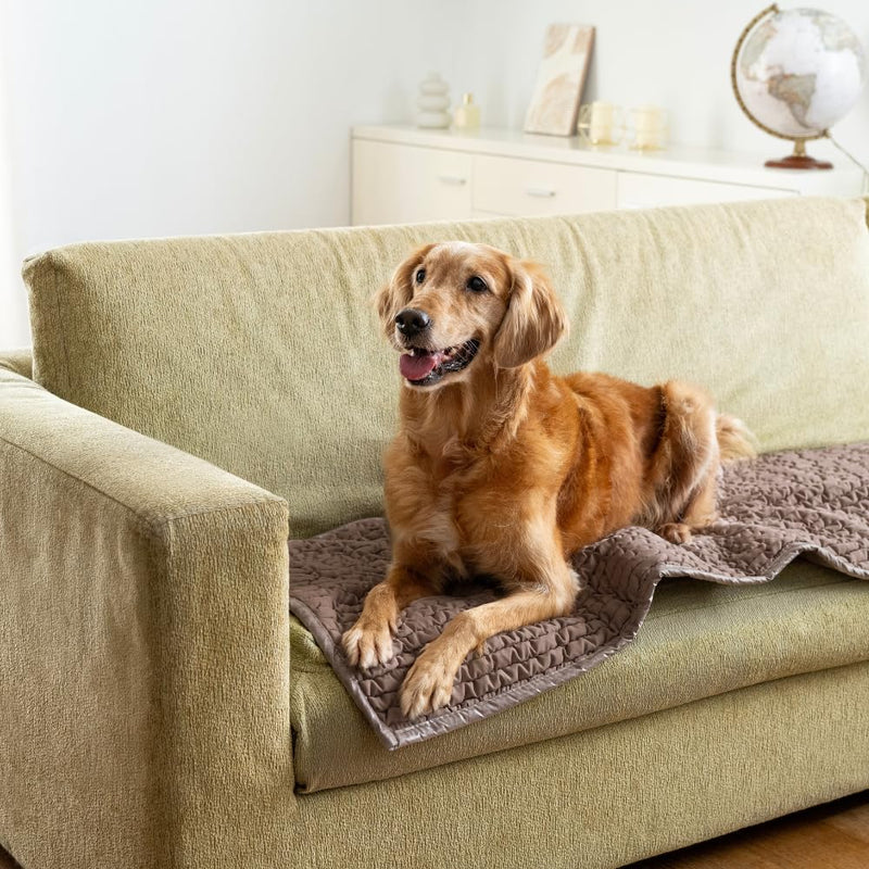 PAULATO BY GA.I.CO. Waterproof Couch Cover – 24x47 Blanket for Sofa Car Seat or Crate – Machine Washable Absorbent Reusable Pad for Puppy Training – Dogs Cats Pets Friendly Protector M (24x47”) Marsala - PawsPlanet Australia